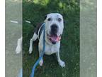American Pit Bull Terrier Mix DOG FOR ADOPTION RGADN-1254030 - *BETTY PEARSON -