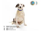 Beagle Mix DOG FOR ADOPTION RGADN-1254041 - NELLIE - Beagle / Mixed (short coat)