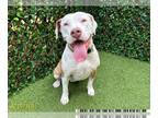 American Pit Bull Terrier DOG FOR ADOPTION RGADN-1254054 - BELLA HADID - Pit