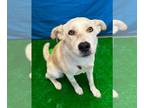American Eskimo Dog-Retriever Mix DOG FOR ADOPTION RGADN-1254076 - SugarBomb -