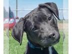 Pointer Mix DOG FOR ADOPTION RGADN-1254080 - Randy - Black Labrador Retriever /