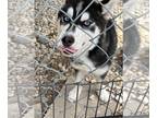 Siberian Husky DOG FOR ADOPTION RGADN-1254082 - Cisco - Siberian Husky (medium