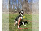 Border Collie-Huskies Mix DOG FOR ADOPTION RGADN-1254083 - Freddy - Border