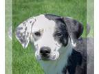 Pointer Mix DOG FOR ADOPTION RGADN-1254084 - Tripp - Black Labrador Retriever /