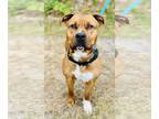 American Pit Bull Terrier Mix DOG FOR ADOPTION RGADN-1254087 - Beau - Pit Bull