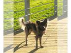 Pomeranian Mix DOG FOR ADOPTION RGADN-1254088 - Merlin - Pomeranian / Mixed