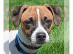 Jack Chi DOG FOR ADOPTION RGADN-1254092 - Johnny - Jack Russell Terrier /