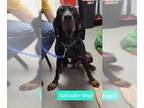 Black and Tan Coonhound Mix DOG FOR ADOPTION RGADN-1254095 - Salvador Dogi -