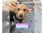 Basset Hound Mix DOG FOR ADOPTION RGADN-1254097 - W pup - Bubbles - Terrier /