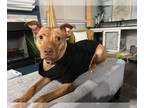 American Staffordshire Terrier Mix DOG FOR ADOPTION RGADN-1254100 - Angel (3) -