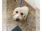 Golden Retriever Mix DOG FOR ADOPTION RGADN-1254101 - Autumn - Poodle (unknown