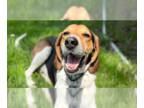 Treeing Walker Coonhound Mix DOG FOR ADOPTION RGADN-1254121 - Hunter - Treeing