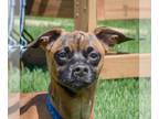 Jack Chi DOG FOR ADOPTION RGADN-1254124 - Walker - Jack Russell Terrier /