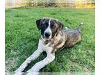 Labrenees DOG FOR ADOPTION RGADN-1254125 - Dewey - Labrador Retriever / Great