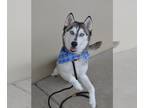 Huskies Mix DOG FOR ADOPTION RGADN-1254126 - Poe - Husky / Mixed Dog For
