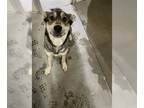 Huskies Mix DOG FOR ADOPTION RGADN-1254137 - A131994 - Husky / Mixed (medium