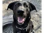 Labrenees DOG FOR ADOPTION RGADN-1254140 - CHARISMA - Labrador Retriever / Great