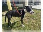 American Pit Bull Terrier Mix DOG FOR ADOPTION RGADN-1254143 - TOAST - American