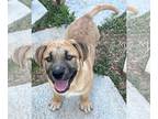 Labrador Retriever Mix DOG FOR ADOPTION RGADN-1254153 - Teddy - Shepherd /