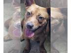 Dachshund-Feist Terrier Mix DOG FOR ADOPTION RGADN-1254164 - Lila - Feist /
