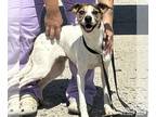 Beagle DOG FOR ADOPTION RGADN-1254167 - Odette - Beagle / Terrier (medium coat)