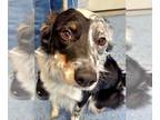 Border-Aussie DOG FOR ADOPTION RGADN-1254205 - Kenji - (Currently in Foster) -
