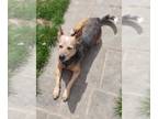 German Shepherd Dog Mix DOG FOR ADOPTION RGADN-1254216 - Pluto - German Shepherd