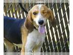 Beagle DOG FOR ADOPTION RGADN-1254219 - ANNIE - Beagle (medium coat) Dog For