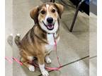 Beagle-Collie Mix DOG FOR ADOPTION RGADN-1254234 - Penny Lane - Collie / Beagle