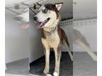 Mix DOG FOR ADOPTION RGADN-1254239 - A132031 - Husky (medium coat) Dog For