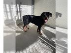 Rottweiler DOG FOR ADOPTION RGADN-1254242 - A132074 - Rottweiler (medium coat)