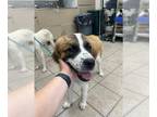 Saint Bernard Mix DOG FOR ADOPTION RGADN-1254245 - A132093 - Saint Bernard /