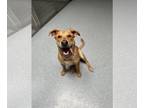 Sheprador DOG FOR ADOPTION RGADN-1254266 - Murphy - Labrador Retriever /