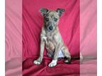 Jack Russell Terrier Mix DOG FOR ADOPTION RGADN-1254271 - Mugsy - Man