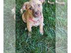 Labrador Retriever Mix DOG FOR ADOPTION RGADN-1254272 - Hazel - Labrador