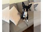 Jack Chi DOG FOR ADOPTION RGADN-1254300 - Bandit - Jack Russell Terrier /