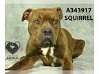 American Pit Bull Terrier Mix DOG FOR ADOPTION RGADN-1254313 - SQUIRREL - Pit