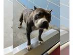 American Pit Bull Terrier Mix DOG FOR ADOPTION RGADN-1254314 - *SADIE - Pit Bull