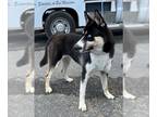 German Shepherd Dog-Siberian Husky Mix DOG FOR ADOPTION RGADN-1254316 - *SIERRA