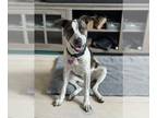 Staffordshire Bull Terrier Mix DOG FOR ADOPTION RGADN-1254331 - Angela -