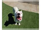 Dogo Argentino DOG FOR ADOPTION RGADN-1254333 - GHOST - Dogo Argentino (medium