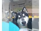 Alaskan Malamute Mix DOG FOR ADOPTION RGADN-1254335 - Sven - Alaskan Malamute /