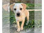 Labrador Retriever Mix DOG FOR ADOPTION RGADN-1254345 - Skye - Labrador