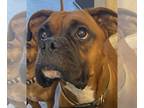Boxer DOG FOR ADOPTION RGADN-1254360 - Bray - Boxer Dog For Adoption