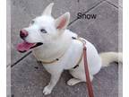 Siberian Husky DOG FOR ADOPTION RGADN-1254365 - Snow - Siberian Husky Dog For