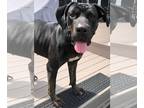 American Bandogge mastiff DOG FOR ADOPTION RGADN-1254375 - Carla - Mastiff / Pit