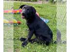 Labrador Retriever Mix DOG FOR ADOPTION RGADN-1254382 - F_Firelight - Labrador
