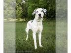 Great Dane Mix DOG FOR ADOPTION RGADN-1254384 - *ELLA - Great Dane / Mixed