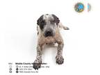 Bluetick Coonhound Mix DOG FOR ADOPTION RGADN-1254388 - BEANS - Bluetick