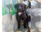 Mastador DOG FOR ADOPTION RGADN-1254405 - Liam Hemsworthy **courtesy post -